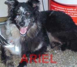 Ariel-3