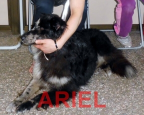 Ariel-5