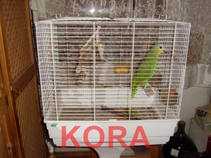 Kora-in-ihrem-Zuhause